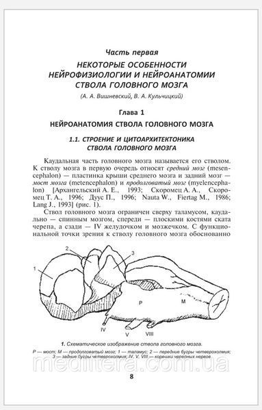 Стовбур головного мозку (клінічні і патофізіологічні відповідники). Шулешова Н.В., Вішневський А.А., 988876666666 фото