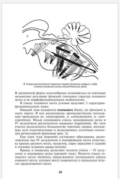 Стовбур головного мозку (клінічні і патофізіологічні відповідники). Шулешова Н.В., Вішневський А.А., 988876666666 фото