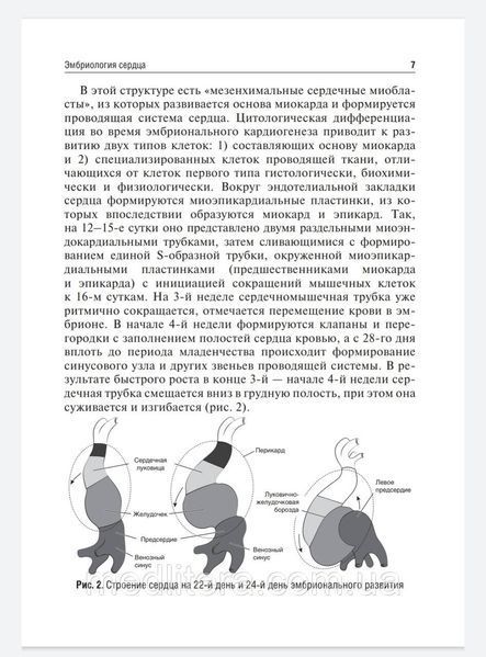 Пороки и малые аномалии развития сердца, аритмии. Стрижаков А.Н., Игнатко И.В., Родионова А.М 754333222 фото