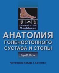 Логан Анатомия голеностопного сустава 383895704 фото