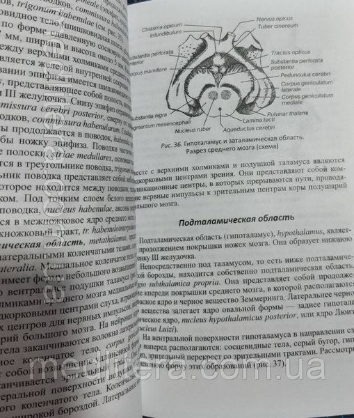 Гайворонський А. В. Функціонально-клінічна анатомія головного мозку 504732758 фото