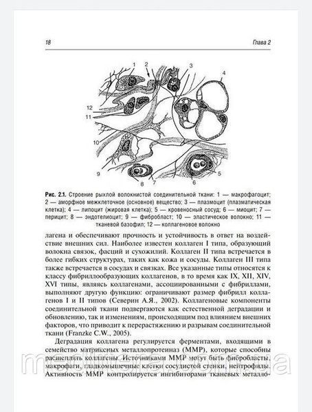 Шелыгин Синдром опущения тазового дна у женщин 76432к фото